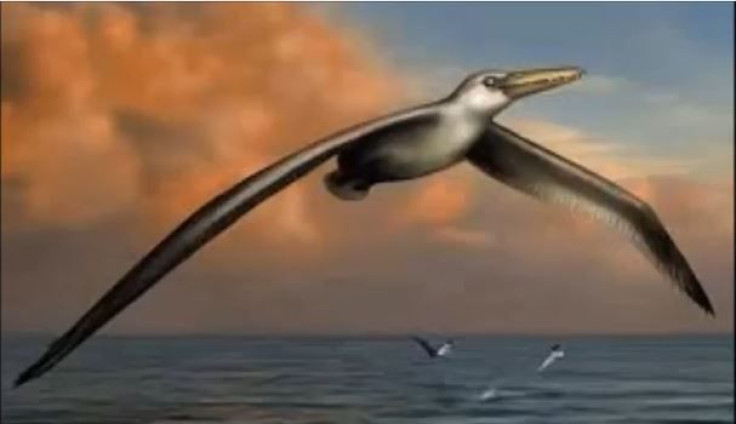 Worlds-Largest-Bird-Ever-Pelagornis-Sandersi