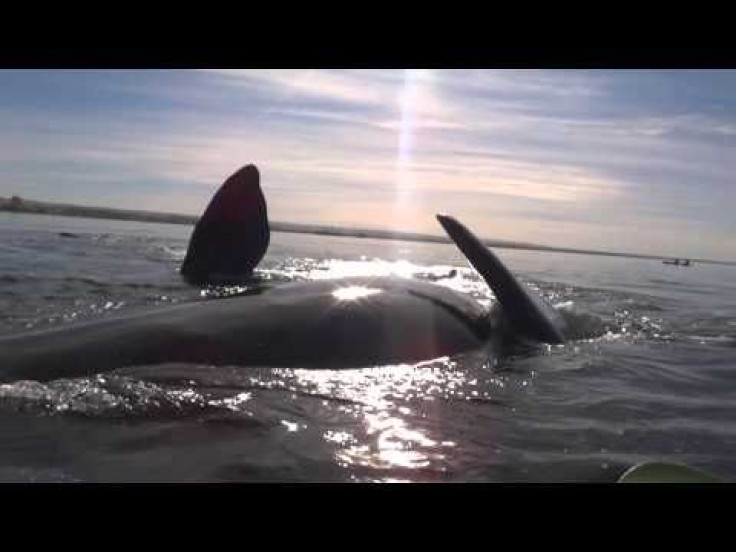 Don't Get Too Close! Whale In Argentina Gently Lifts Kayakers Out Of Water  