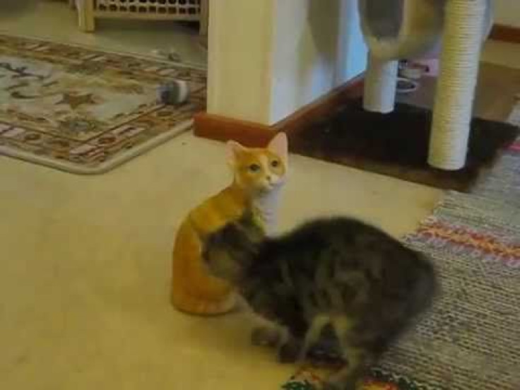 Kitten Vs. Ceramic Cat: What Happens Next Will Make Your Day!