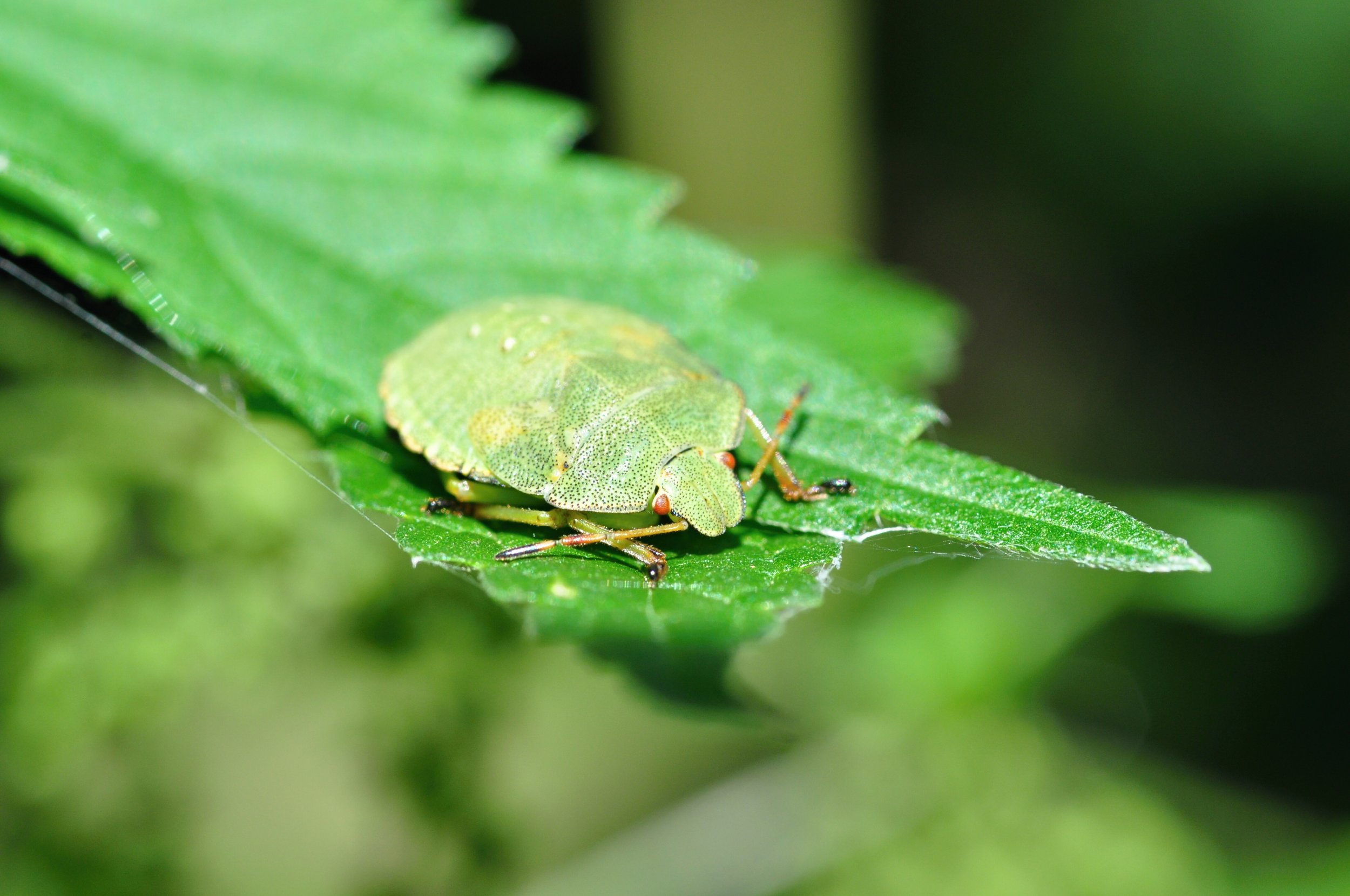 Chagas Disease Dubbed 'New AIDS'! How To Protect Yourself From 'Kissing ...