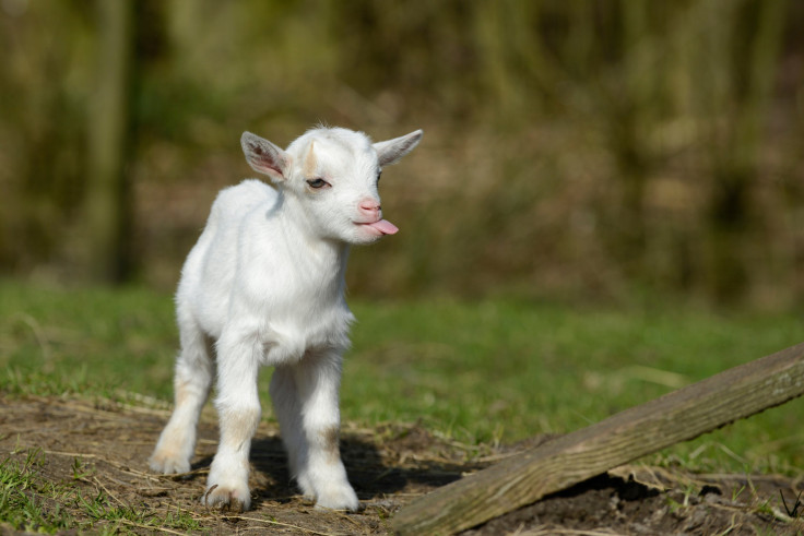 Baby Goat