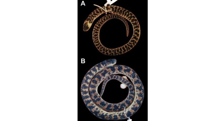 New-Snake-Species-Brazil