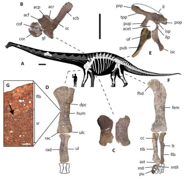 Dreadnoughtus-Argentina-Study-Drexel