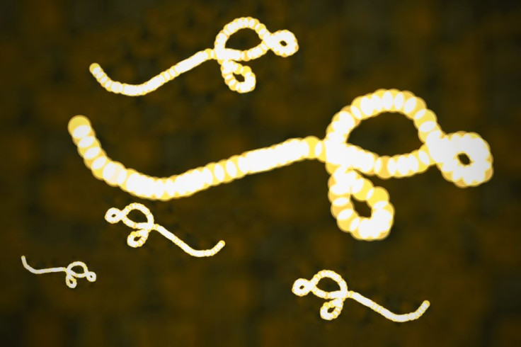 Ebola virus