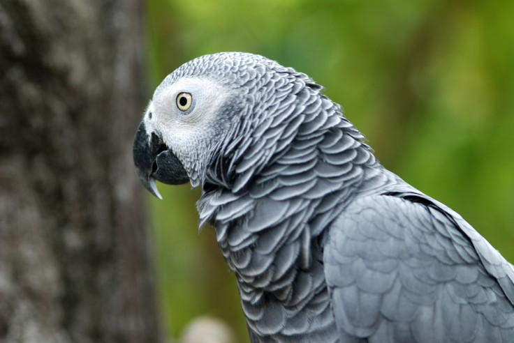 Missing-African-Gray-Parrot-Speaks-Spanish
