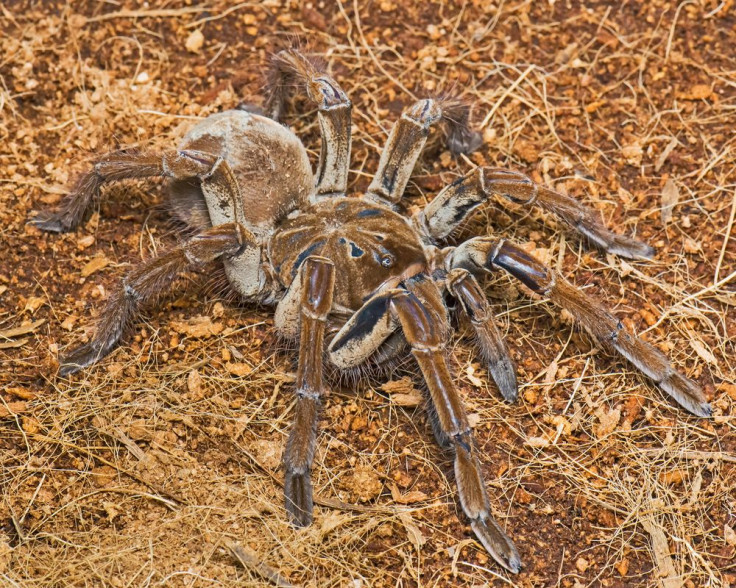 Piotr Naskrecki Goliath Birdeater