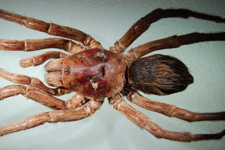 New-Tarantula-Species-Brazil-John-Lennon