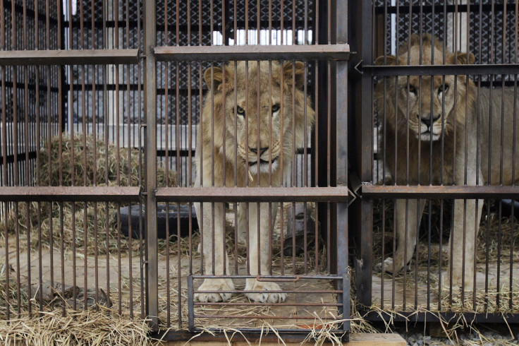 Peru circus lions rescued by ADI