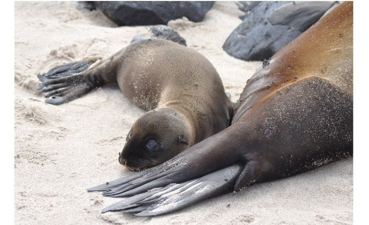 Peru-Sea-Lions-Dead