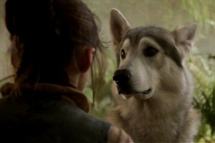 nymeria (1)