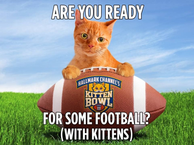 kitten bowl