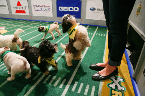 puppy-bowl11-behind-the-scenes-09