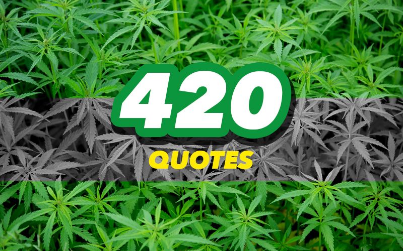 Weed Facts Quotes Seth Rogen Quote I Don t Smoke Weed On Set All Day Weed Facts Quotes Seth Rogen Quote I Don t Smoke Weed On Set All Day