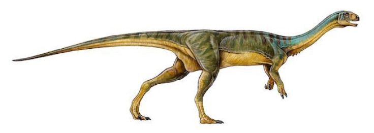 Chilesaurus Diegosuarezi