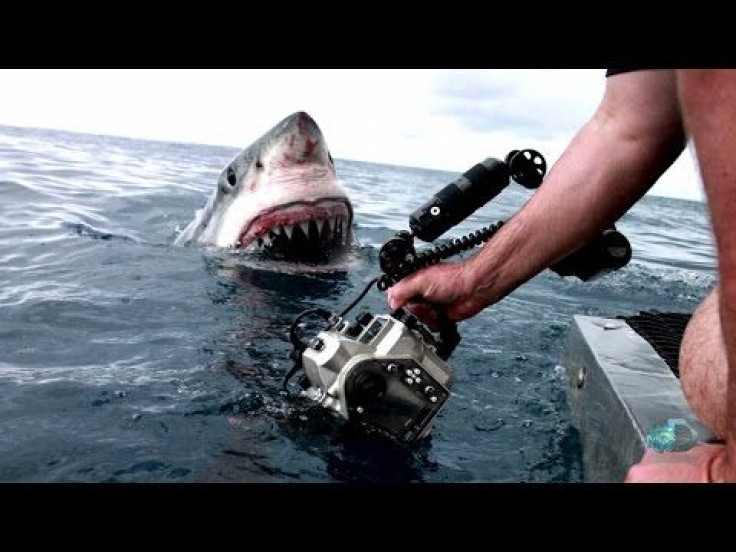 Watch Cameraman Get Up Close And Personal With Great White Shark