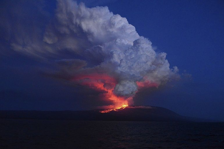 Volcan Wolf