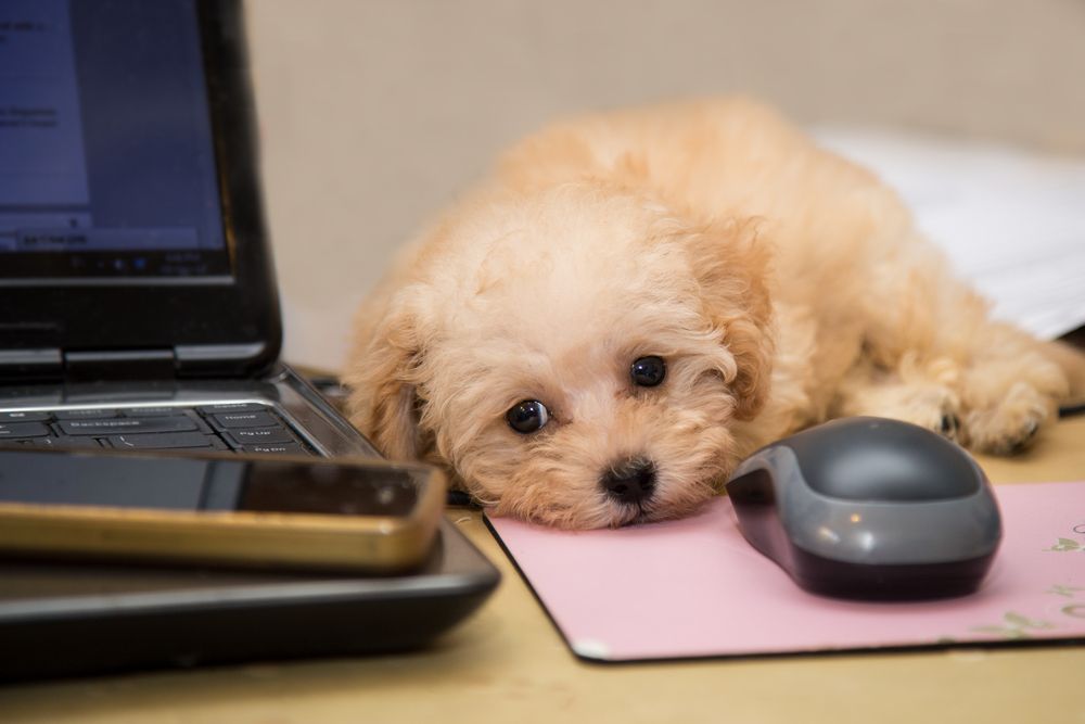 ‘Take Your Dog To Work Day’ Quotes 35 Sayings To Honor Man’s Best Friend