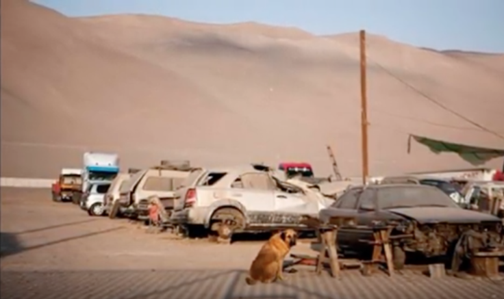 Chilean Boy & Dog