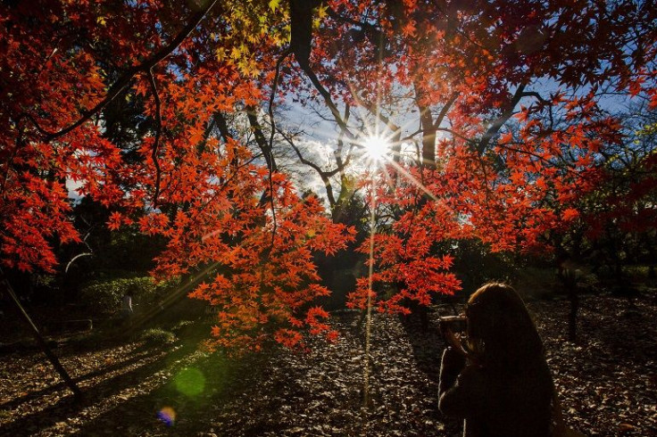 Red tree