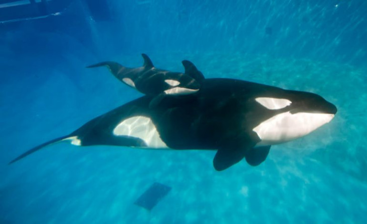 SEAWORLD KILLER WHALES