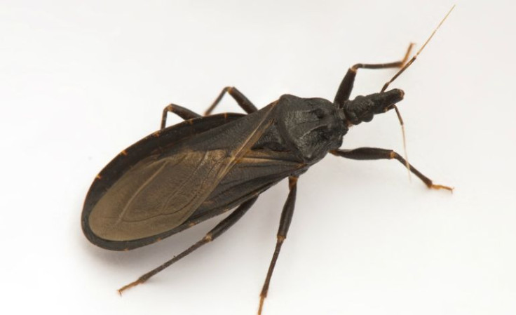 chagas disease