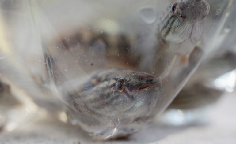 This Fish May Hold The Secret To Prevent Zika, Dengue And Chikungunya