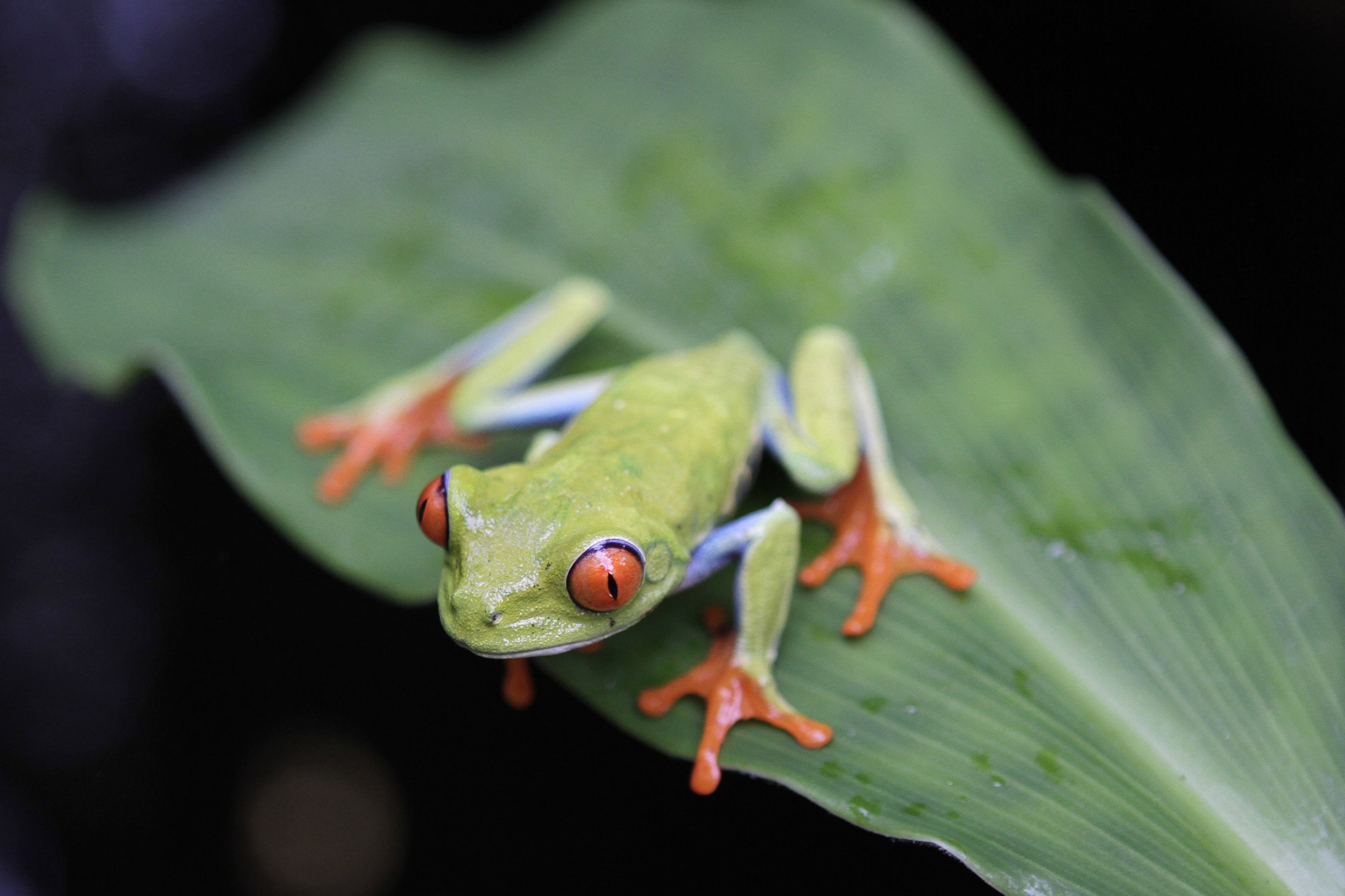 Leap Year Fun Facts: 10 Random Things You Didn't Know About February 29