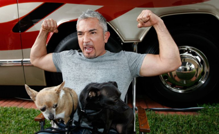 CESAR MILLAN