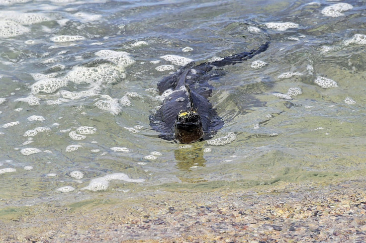 Marine Iguana