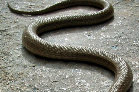 Snake