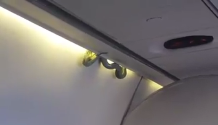 Snake on a plane