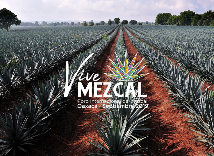 VIVE MEZCAL