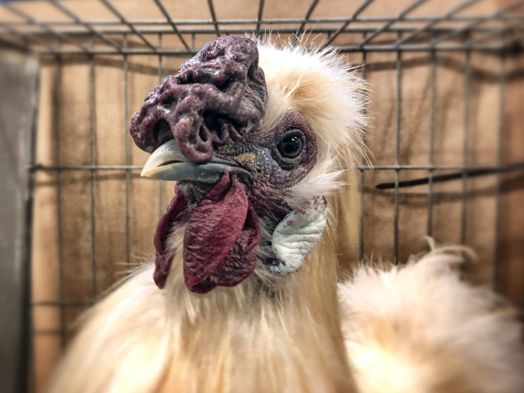 A Silkie cockerel chicken is displayed for judging is pictured on the opening day of the Royal Bath and West Show at the Royal Bath and West Showground near Shepton Mallet