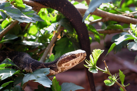 Florida cottonmouth snake (Agkistrodon conanti) climbing amongst foliage, Florida. 