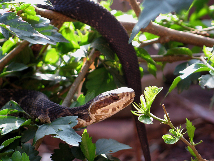 Florida cottonmouth snake (Agkistrodon conanti) climbing amongst foliage, Florida. 