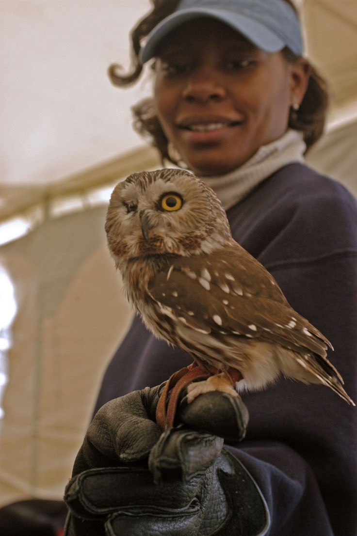 Tasha Saunders of the Salisbury Zoo displays a Saw-Whet Owl at the Blackwater National Wildlife Refuge's "Eagle Festival"