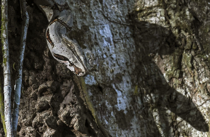 A boa constrictor, recovered in Medellin is pictured after its release at a wildlife reserve in Mutata, Antioquia department