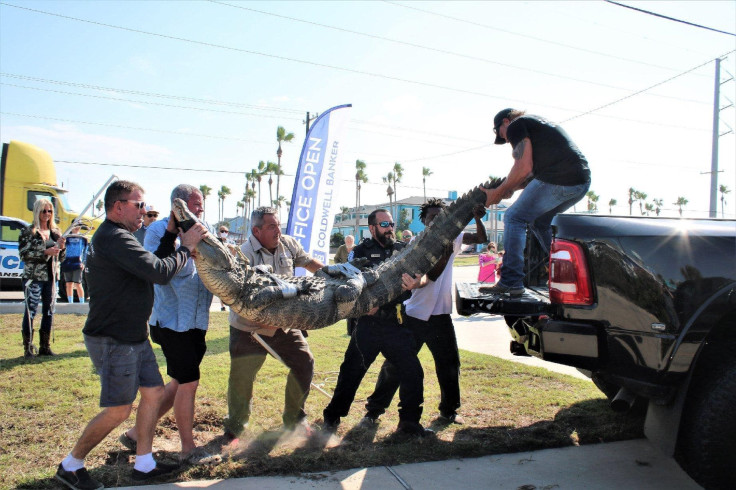 The 'Dollar Store Gator' Was Getting Too Comfortable Around Humans For Its Own Good