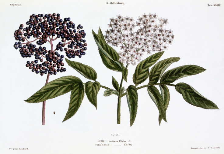 Book Illustration of Elder Berries and Flowers by Matthias Trentsensky 