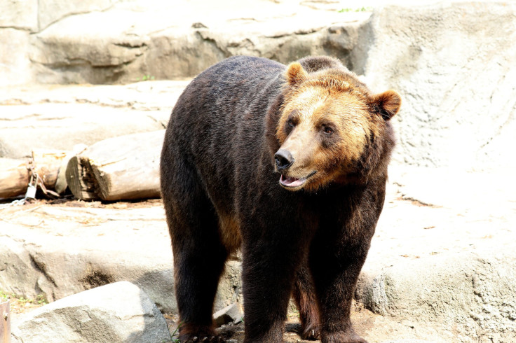 Grizzly Bear 