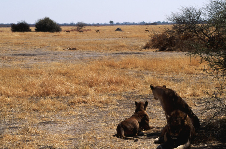 Lion Trio Watches Impalas in Distance