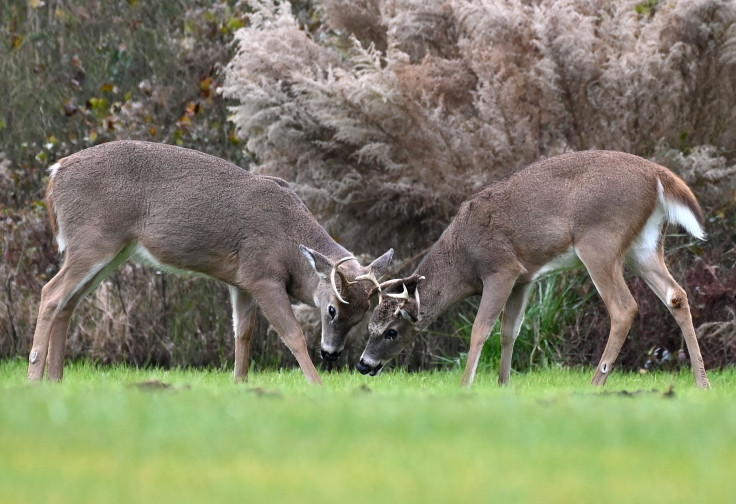 Two bucks are seen at Cape Henlopen State Park, in Lewes, Delaware