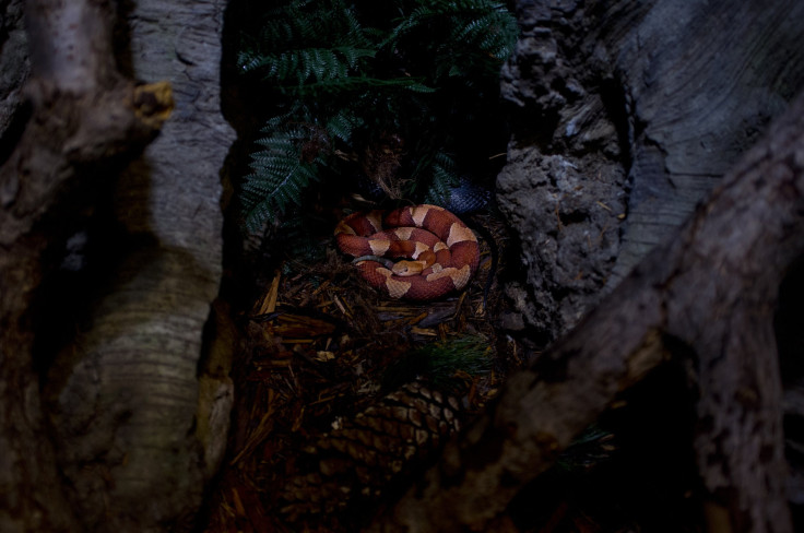 A southern copperhead at a display in the Bronx Zoo's reptile house.