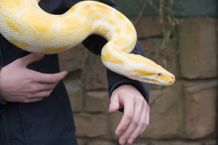Mason Pugh from Reptile Zone in Bristol handles an albino Burmese Python