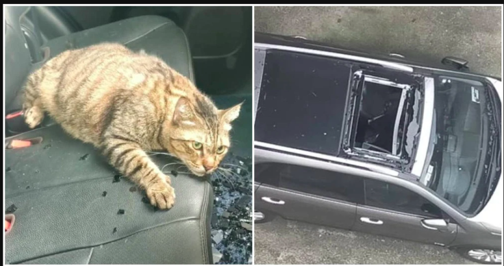 KL cat's might fall shattered the car's sunroof but not her survival insticts