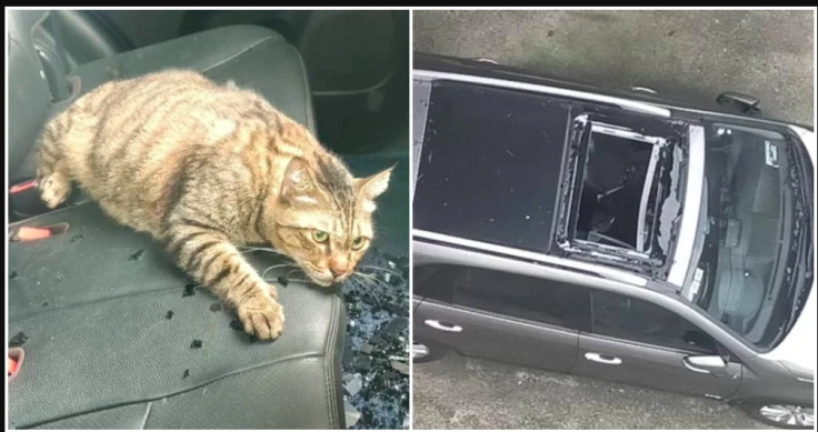 KL cat's might fall shattered the car's sunroof but not her survival insticts 