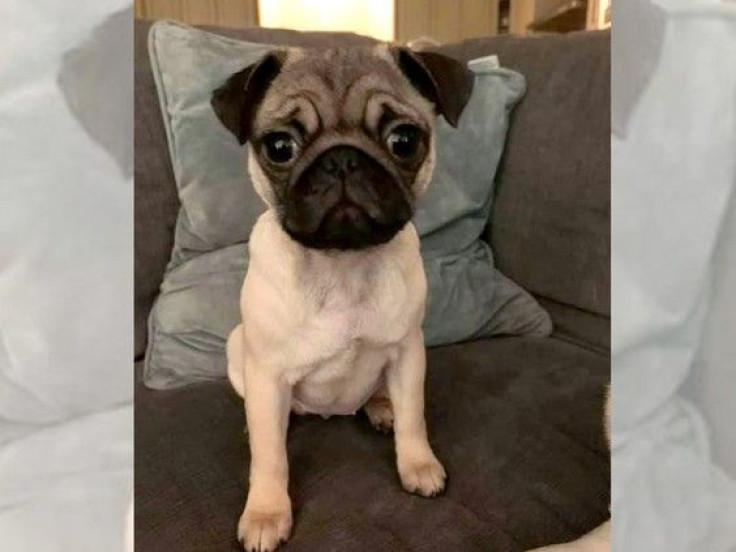 The pug pup was snatched away by a cougar who preyed on it as the little doggo was let out for a bit to pee before bed time. 