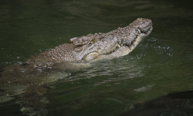 Rocky the Crocodile at Wild Life Sydney Zoo 