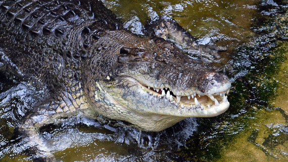 A 700 kilogram saltwater crocodile, Rex, eats a rabbit at Wildlife Sydney Zoo in Sydney