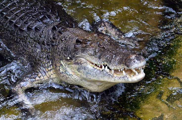 A 700 kilogram saltwater crocodile, Rex, eats a rabbit at Wildlife Sydney Zoo in Sydney